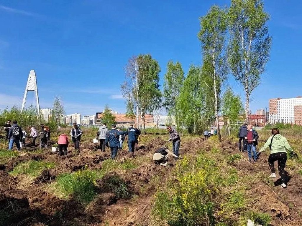 В Челябинском бору высадили 9,9 тысячи сосен в память о героях войны