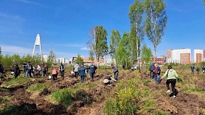 В Челябинском бору высадили 9,9 тысячи сосен в память о героях войны
