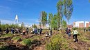 В Челябинском бору высадили 9,9 тысячи сосен в память о героях войны