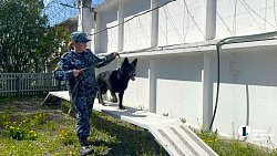 В Челябинском питомнике ГУФСИН растят щенков для службы по всей стране