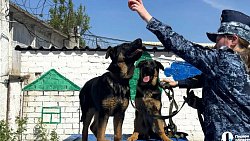 В Челябинском питомнике ГУФСИН растят щенков для службы по всей стране