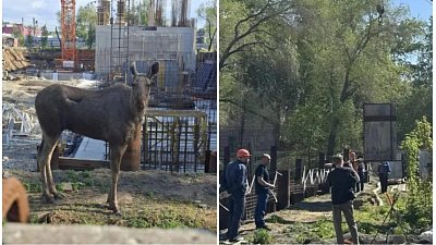 Дикая лосиха забрела в центр Челябинска и попала в ловушку