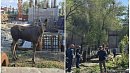Дикая лосиха забрела в центр Челябинска и попала в ловушку