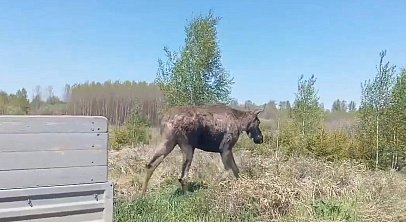 Заблудившуюся в центре Челябинска лосиху погрузили в сон и вывезли в лес