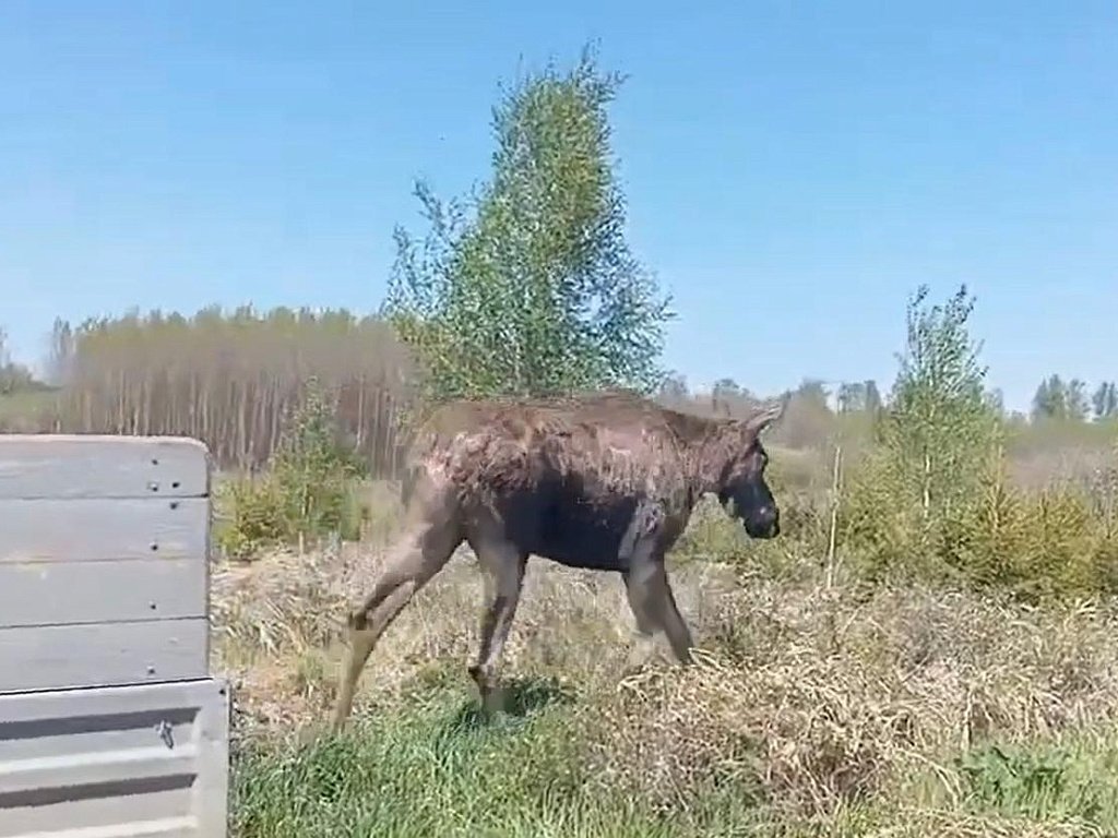 Заблудившуюся в центре Челябинска лосиху погрузили в сон и вывезли в лес