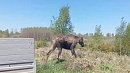 Заблудившуюся в центре Челябинска лосиху погрузили в сон и вывезли в лес