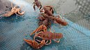 На Урале более 200 кг раков и рыбы забрали у браконьеров и выпустили на волю