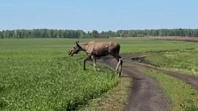 Гулявшую по центру Челябинска лосиху вернули в привычную среду
