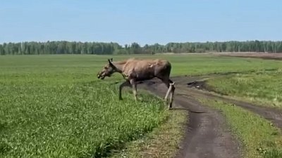 Гулявшую по центру Челябинска лосиху вернули в привычную среду