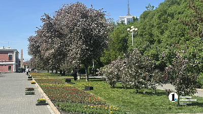 Рассаду цветов в открытый грунт начали высаживать в Челябинске