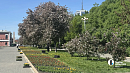 Рассаду цветов в открытый грунт начали высаживать в Челябинске