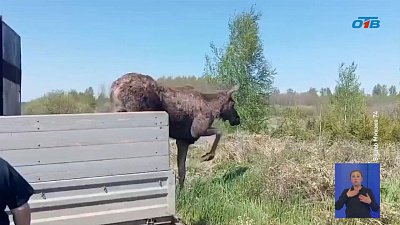 Дикая лосиха случайно забрела в центр Челябинска