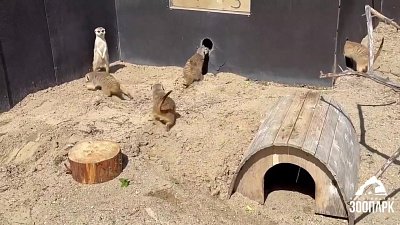 В челябинском зоопарке сурикатов и мангустов переселили в летние вольеры