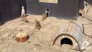 В челябинском зоопарке сурикатов и мангустов переселили в летние вольеры