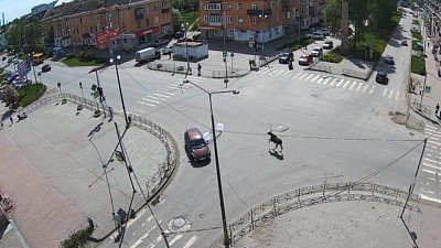 Лося заметили жители Чебаркуля на улицах города
