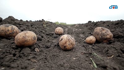 Пять производителей овощей из Челябинской области объединились в «Картофельный кооператив»