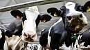 Аграрии Челябинской области получат 150 миллионов рублей на строительство молочных ферм