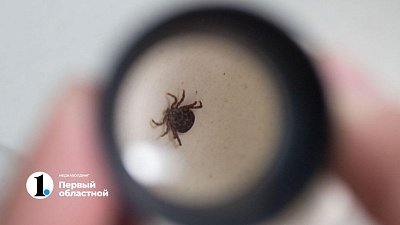 Вирусолог назвал срок, когда клещи перестанут атаковать южноуральцев