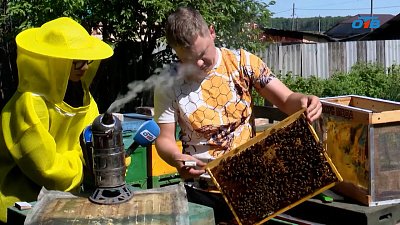 На Южном Урале пчеловоды бьют тревогу из-за наплыва опасного импорта