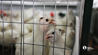 В Челябинской области запустили первое крупное производство перепелов