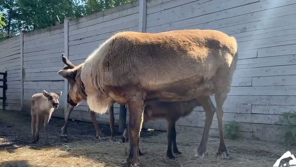 В челябинском зоопарке родился северный олененок Свен