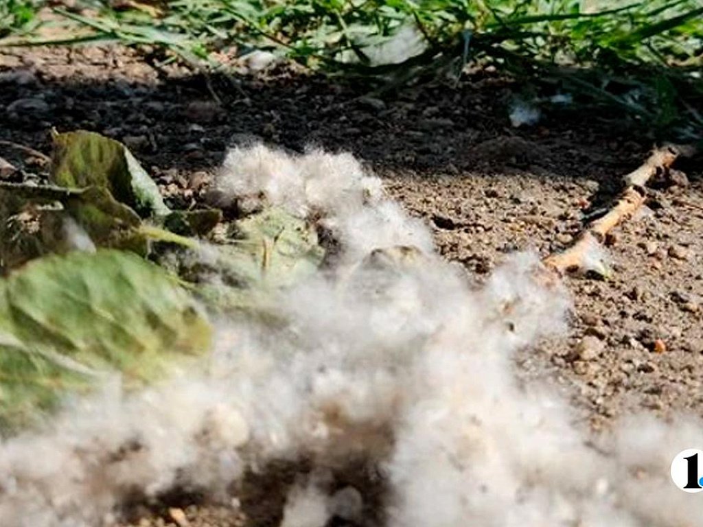 В первые две недели июня в Челябинской области ожидается пик тополиного пуха