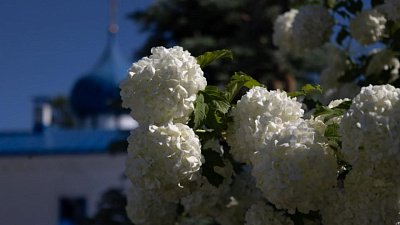 В Челябинске монахини вырастили «эдемский сад» посреди панелек