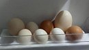 Домашняя курица снесла семье из Челябинска суперъяйцо