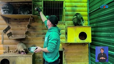 Южноуральские нотариусы помогли еноту
