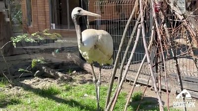 В Челябинском зоопарке поселился редкий японский журавль по имени Юто