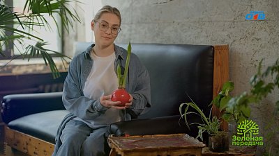 Как ухаживать за амариллисом