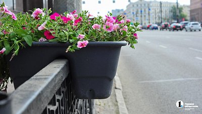 Челябинцы начали выкапывать петунии из уличных кашпо