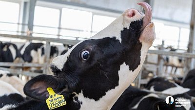 На заводе в Увельском районе нашли масло без маркировки и молоко без документов