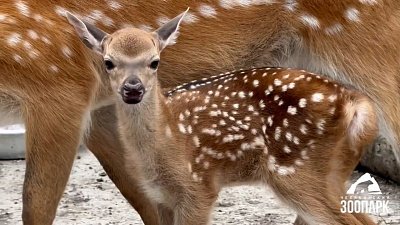 В Челябинском зоопарке пополнение в семействе пятнистых оленей