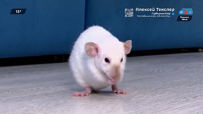 Декоративная крыса в рубрике «Усы, лапы и хвост»
