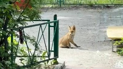 Лиса с тремя щенками поселилась на площадке дома малютки в Челябинске