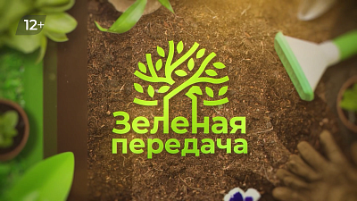 Как эффективно бороться с тлей?