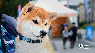 В Челябинской области вырос спрос на зоонянь и продавцов-кассиров