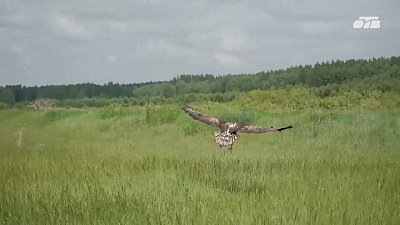 В Челябинской области на волю выпустили спасенного краснокнижного орла