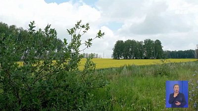 На Южном Урале борются с борщевиком