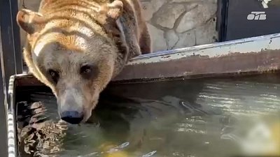 Медведи из Челябинского зоопарка передают «привет»