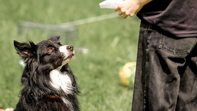 Челябинка обучает собак для съемок в кино и сериалах