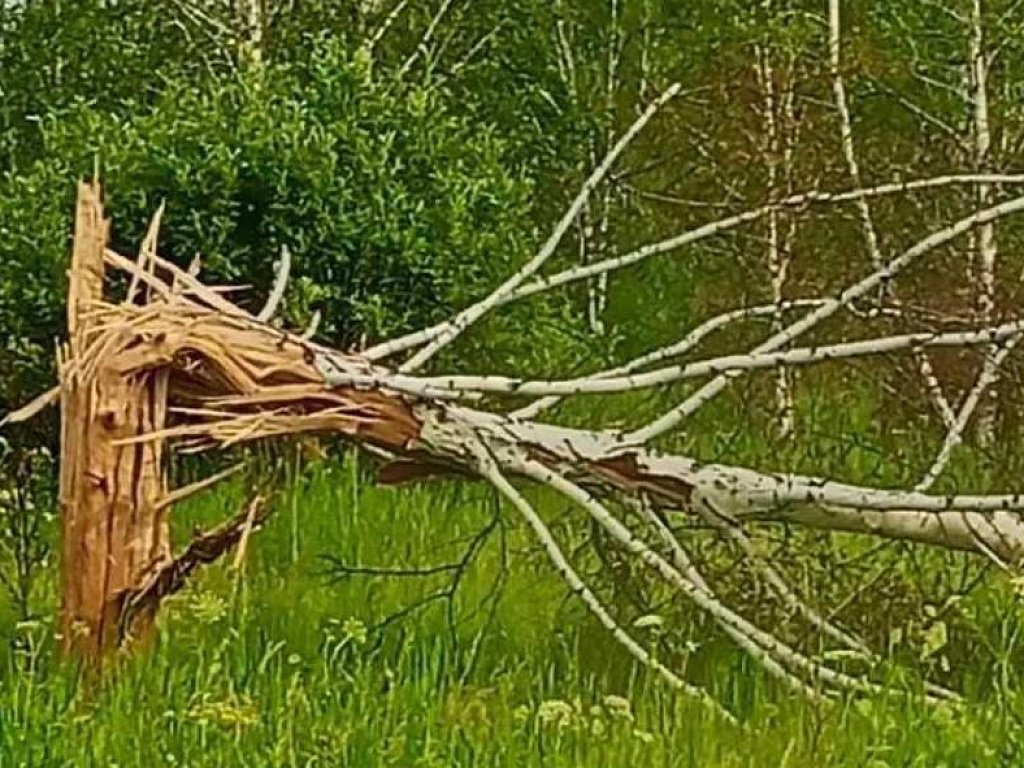 Лесники показали, как молния разносит в щепы деревья
