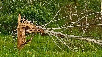 Лесники показали, как молния разносит в щепы деревья