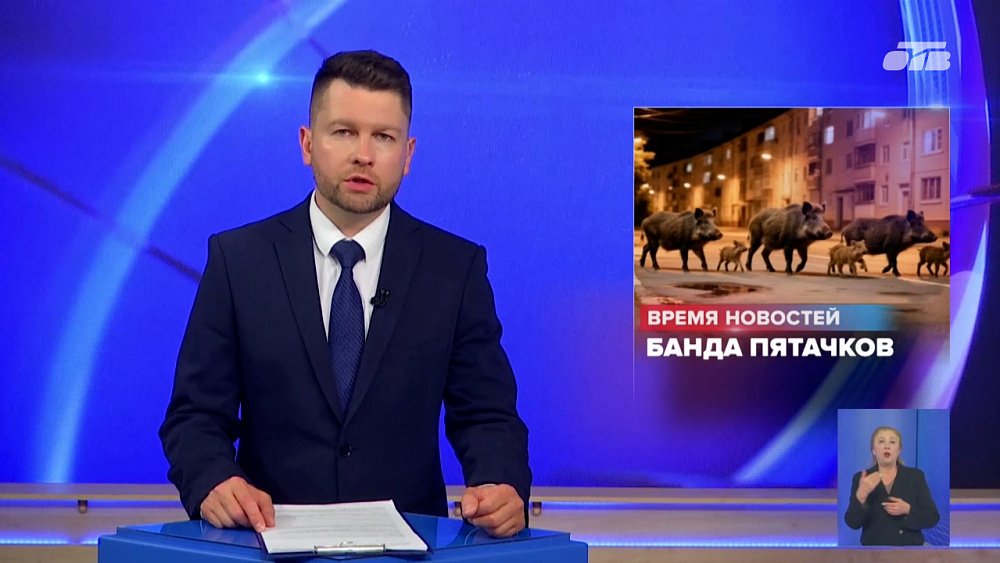 В парке Снежинска замечены кабаны