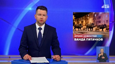 В парке Снежинска замечены кабаны