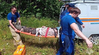 В Аше 77-летний мужчина попал в больницу после сбора черники