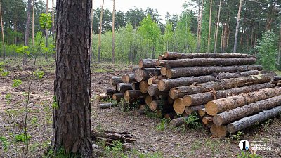 В челябинском парке «Металлург» срубят аварийные деревья