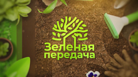 В «Зеленой передаче» рассказали, как бороться с белокрылкой