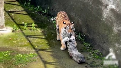 В зоопарке Челябинска преобразили вольер тигрицы Лаффи